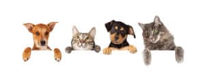Row of cats and dogs hanging their paws over a white banner. Image sized to fit a popular social media timeline photo placeholder