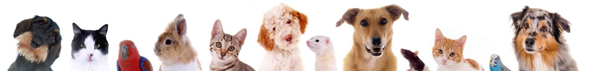 Pet Care Services - Animals at Home