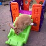 bunny on slide