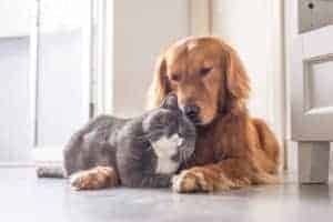 Cat-Dog-Cuddling 2